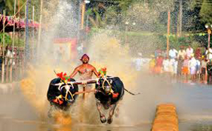 kambala 2